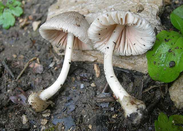 Volvariella spec.